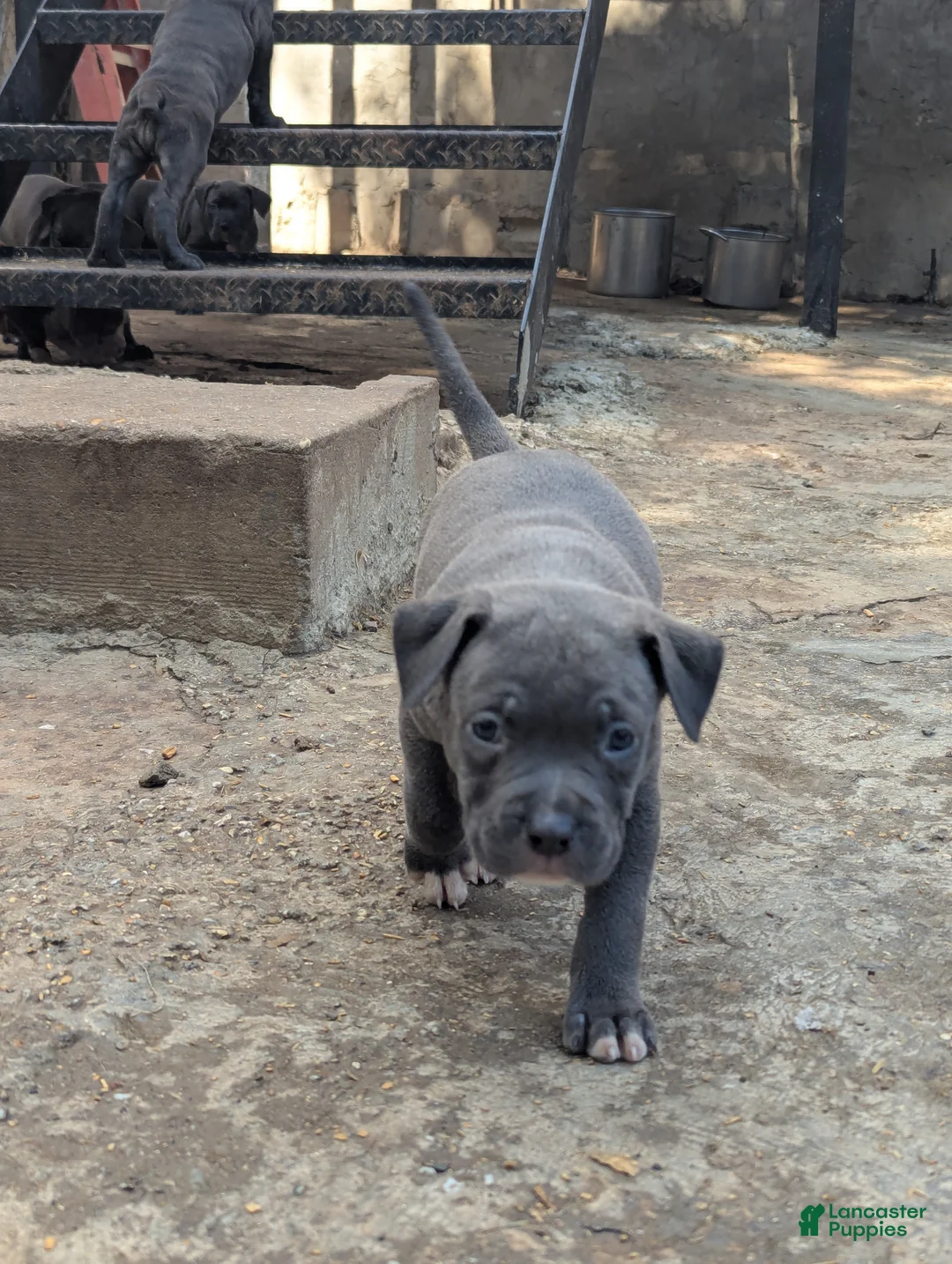 American Bully dogs for sale: Venus - Ad 1