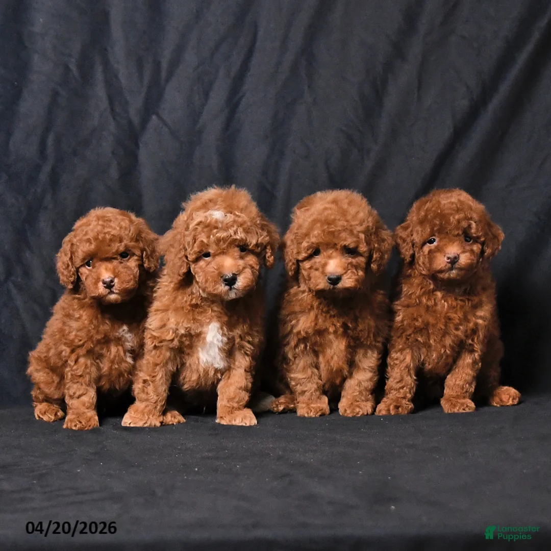 Toy Poodle dogs for sale: Zane - Ad 5