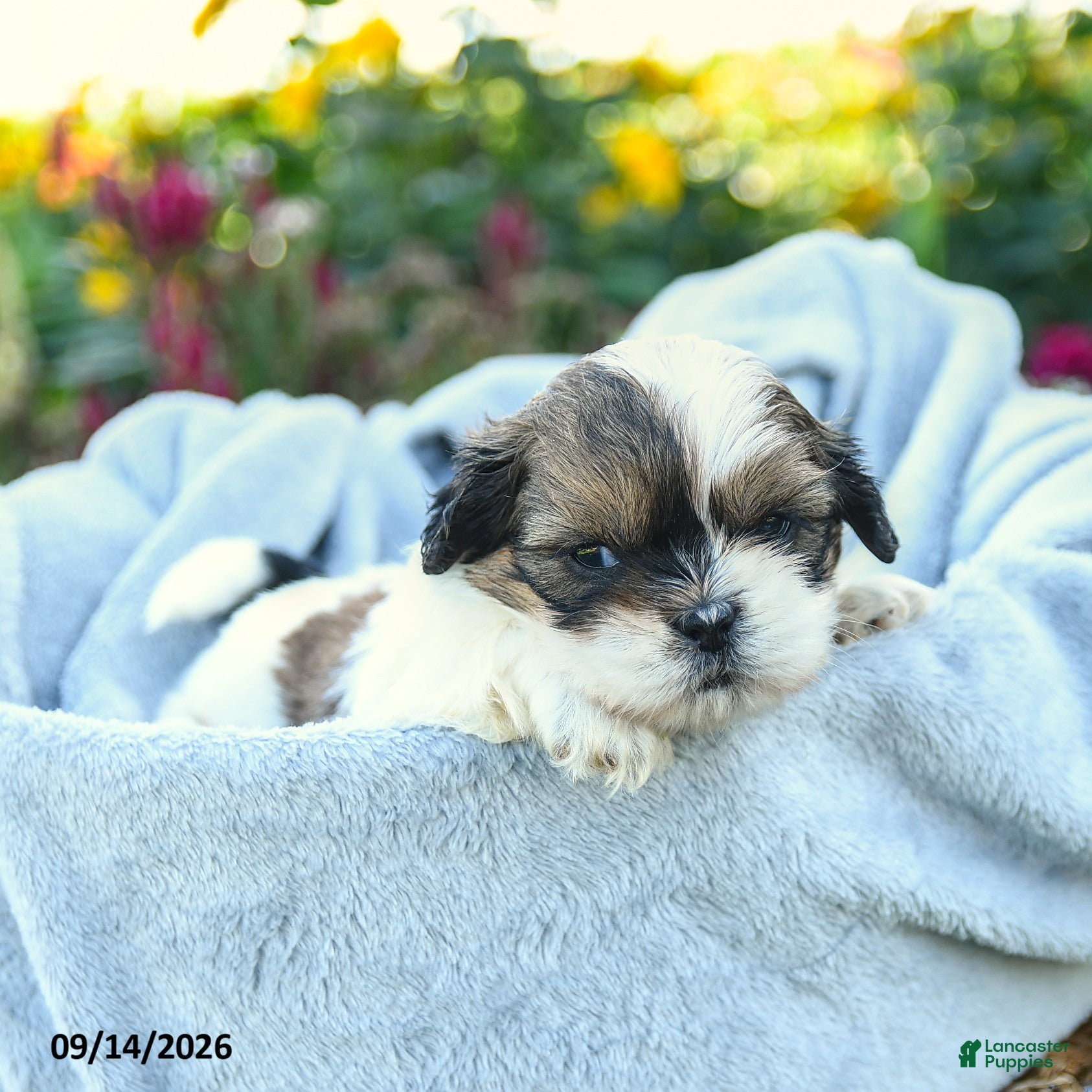 Shih Tzu dogs Matt  - Ad 1