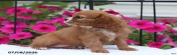 Cavalier King Charles Spaniel dogs for sale: Sophia - Ad 5
