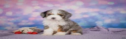 Mini Bernedoodle dogs for sale: Sandy - Ad 8