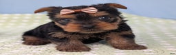 Yorkshire Terrier dogs for sale: Gingersnap - Ad 5