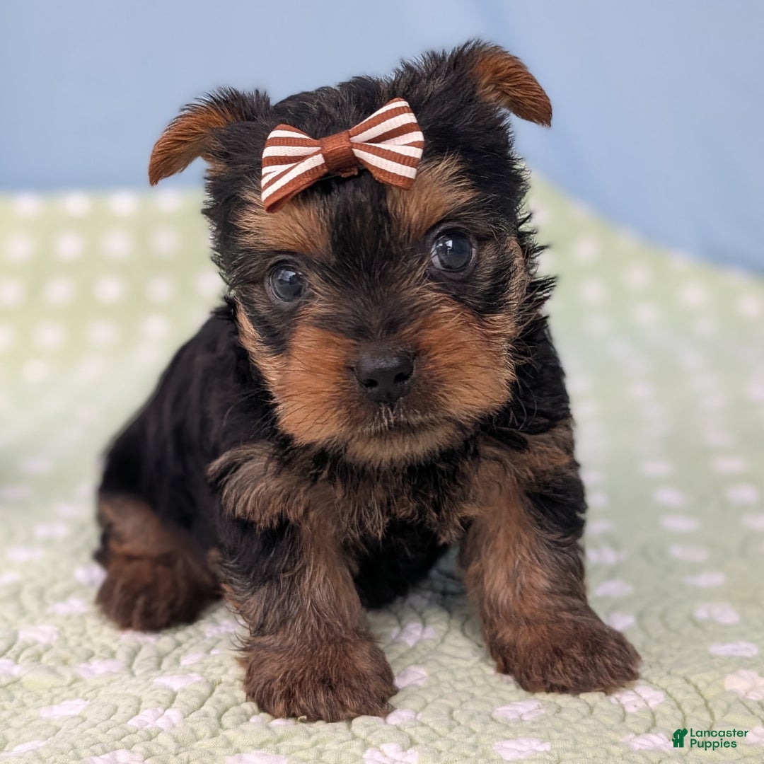Yorkshire Terrier dogs for sale: Gingersnap - Ad 5