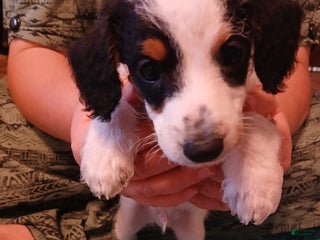 Jackapoo dogs - Ad 3