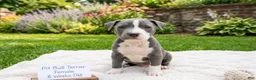 American Pit Bull Terrier dogs for sale: American Pit Bull Terrier 4 - Ad 7