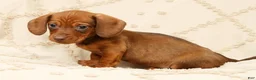 Miniature Dachshund dogs for sale: Felix - Ad 1