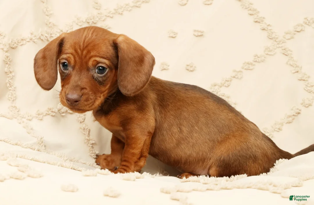 Miniature Dachshund dogs for sale: Felix - Ad 1