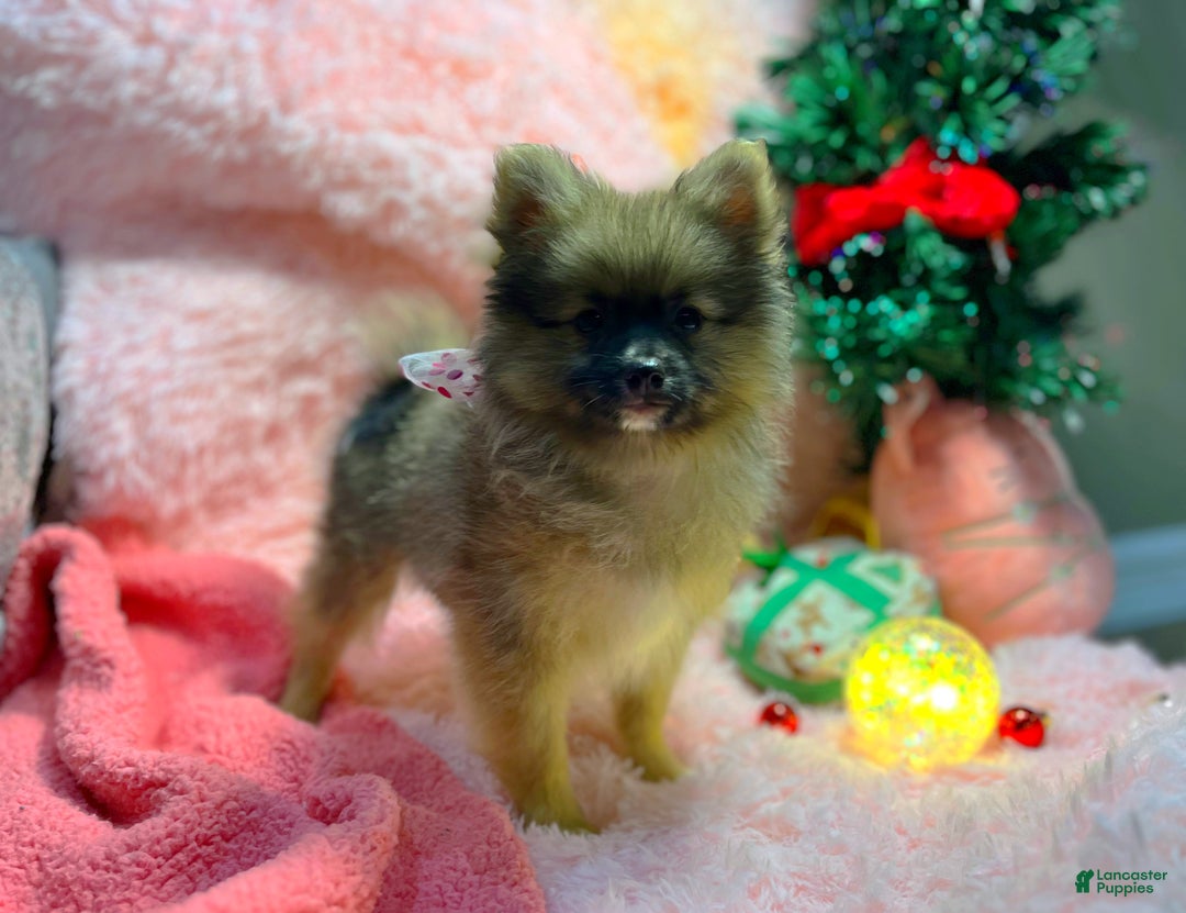 Pomeranian dogs for sale: Carol  - Ad 3