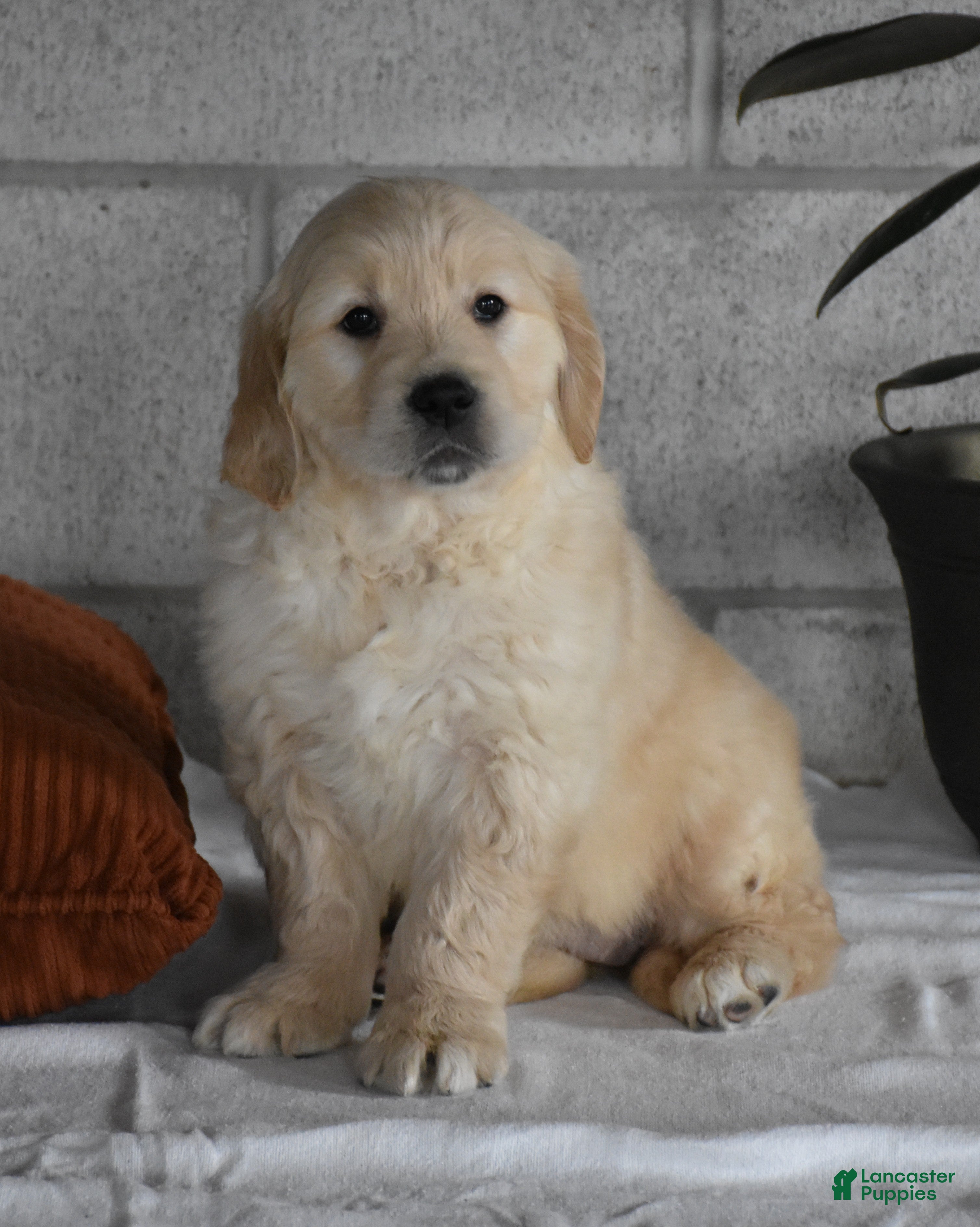 Golden Retriever dogs for sale: Harley  Genetic/OFA - Ad 3
