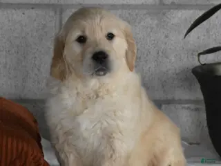 Golden Retriever dogs for sale: Harley Genetic/OFA - Ad 3