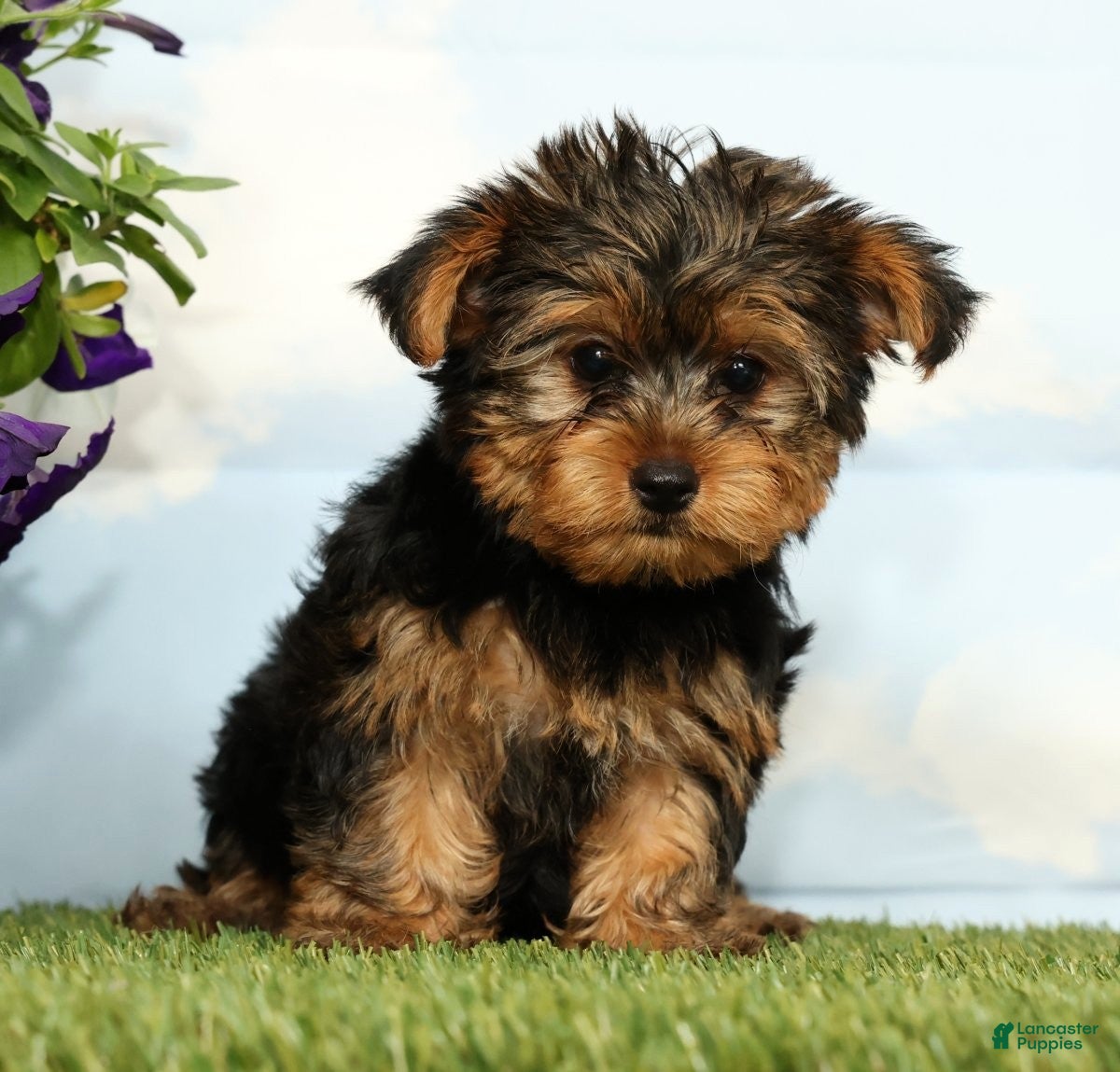 Yorkshire Terrier dogs Kipper - Ad 1