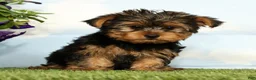 Yorkshire Terrier dogs for sale: Kipper - Ad 1