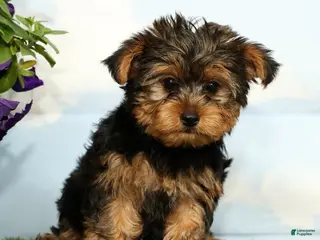 Yorkshire Terrier dogs for sale: Kipper - Ad 1