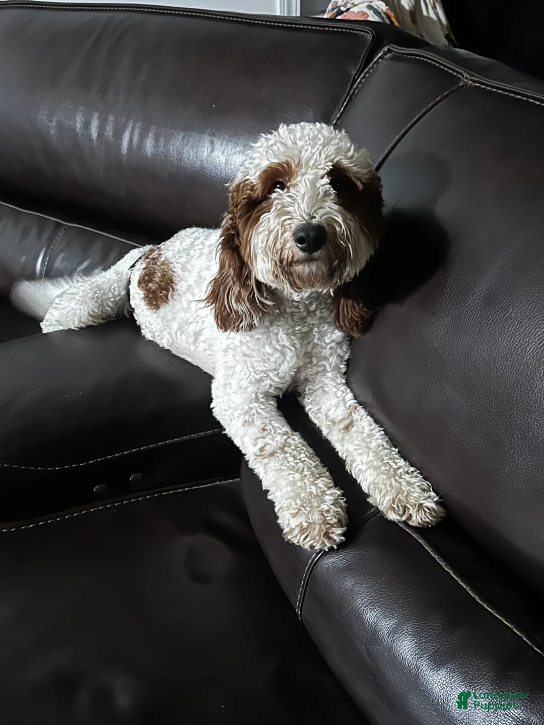 Mini Goldendoodle dogs for stud: Mini Goldendoodle F1b Stud - Ad 1