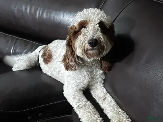 Mini Goldendoodle dogs Mini Goldendoodle F1b Stud - Ad 42