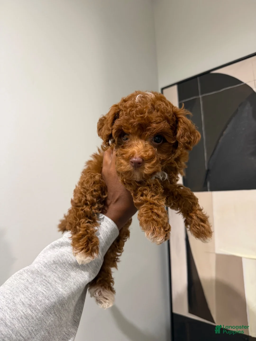 Toy Poodle dogs for sale: Teacup Cuban🐾❤️ - Ad 7