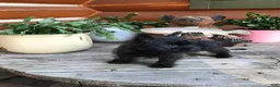 Cairn Terrier dogs for sale: Caleb - Ad 5