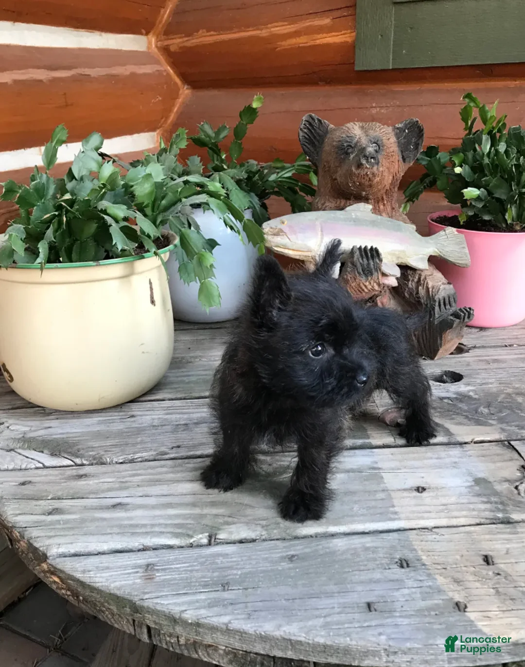 Cairn Terrier dogs for sale: Caleb - Ad 5