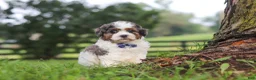 Shihpoo dogs for sale: Teddy - Ad 1