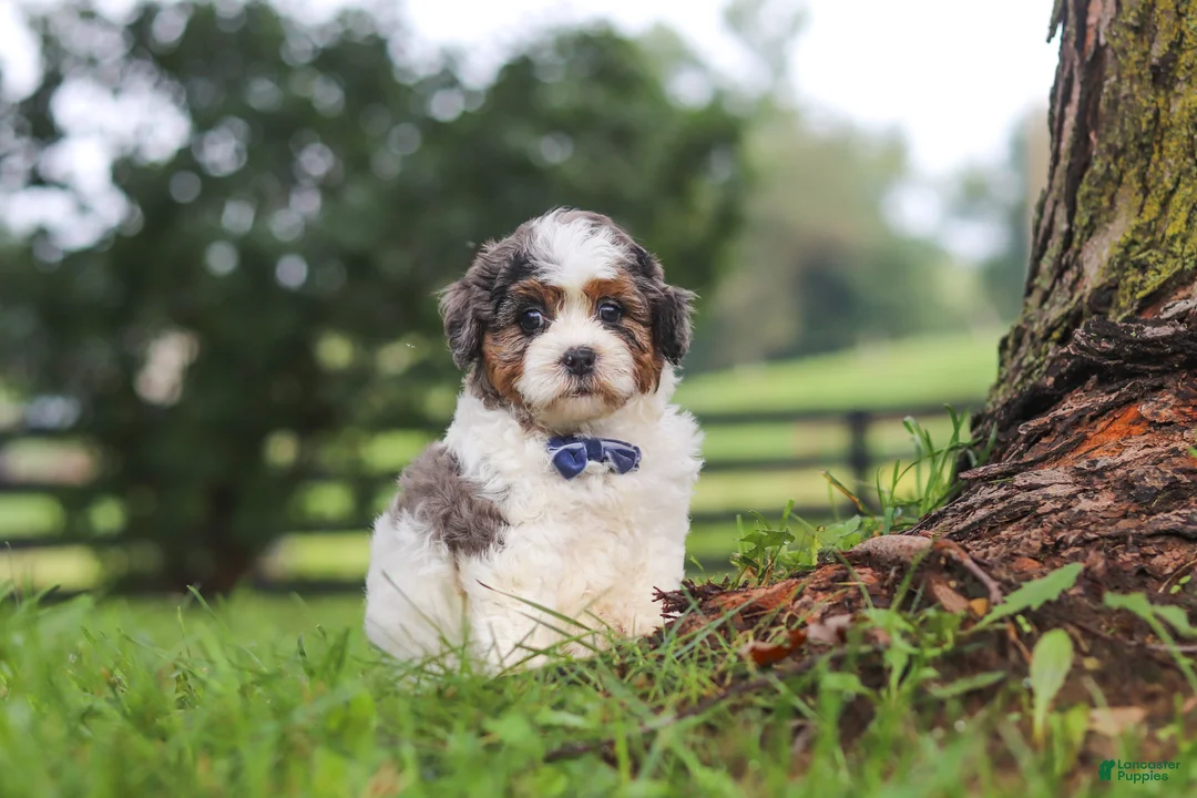 Shihpoo dogs for sale: Teddy - Ad 1