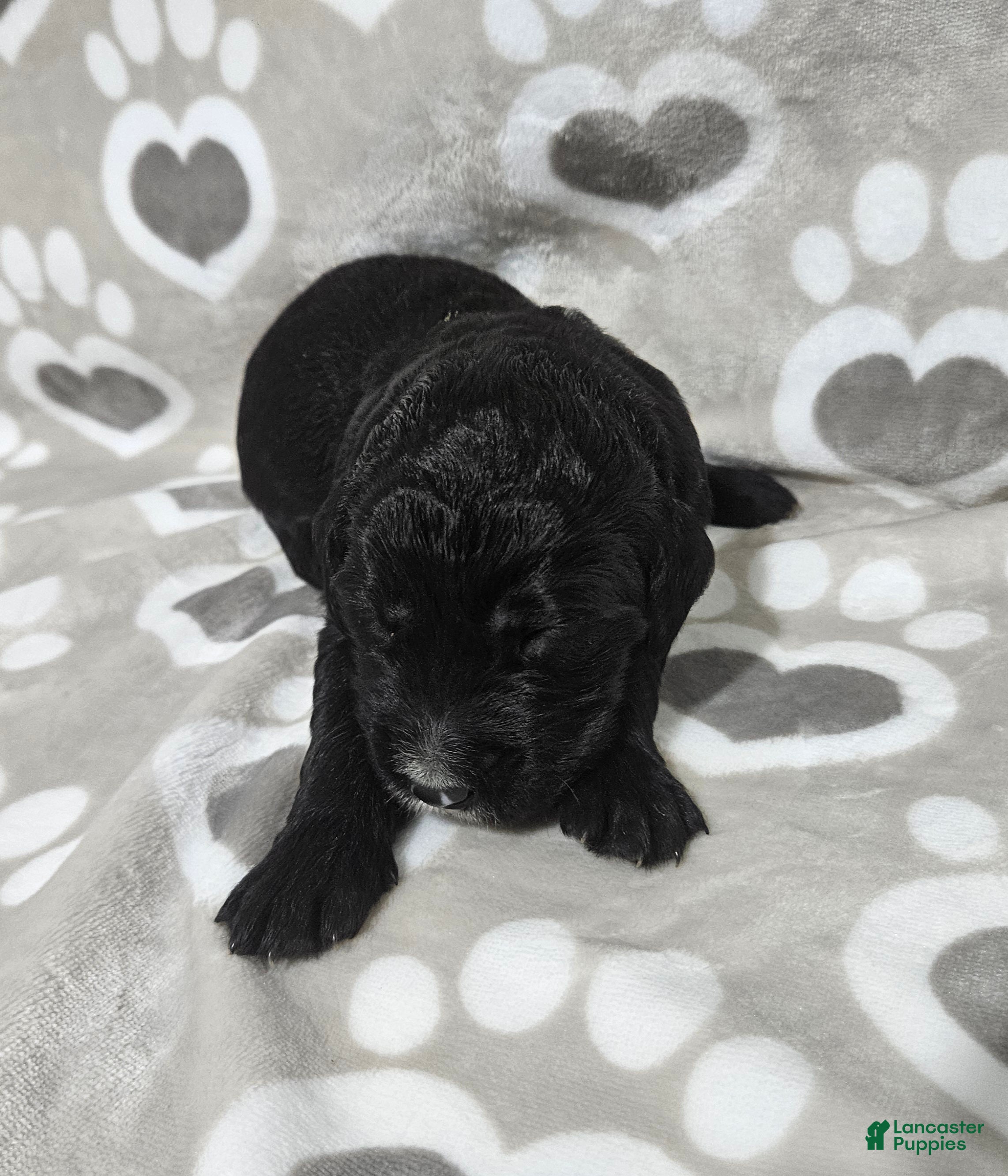 Goldendoodle dogs F1 StringBean - Ad 33
