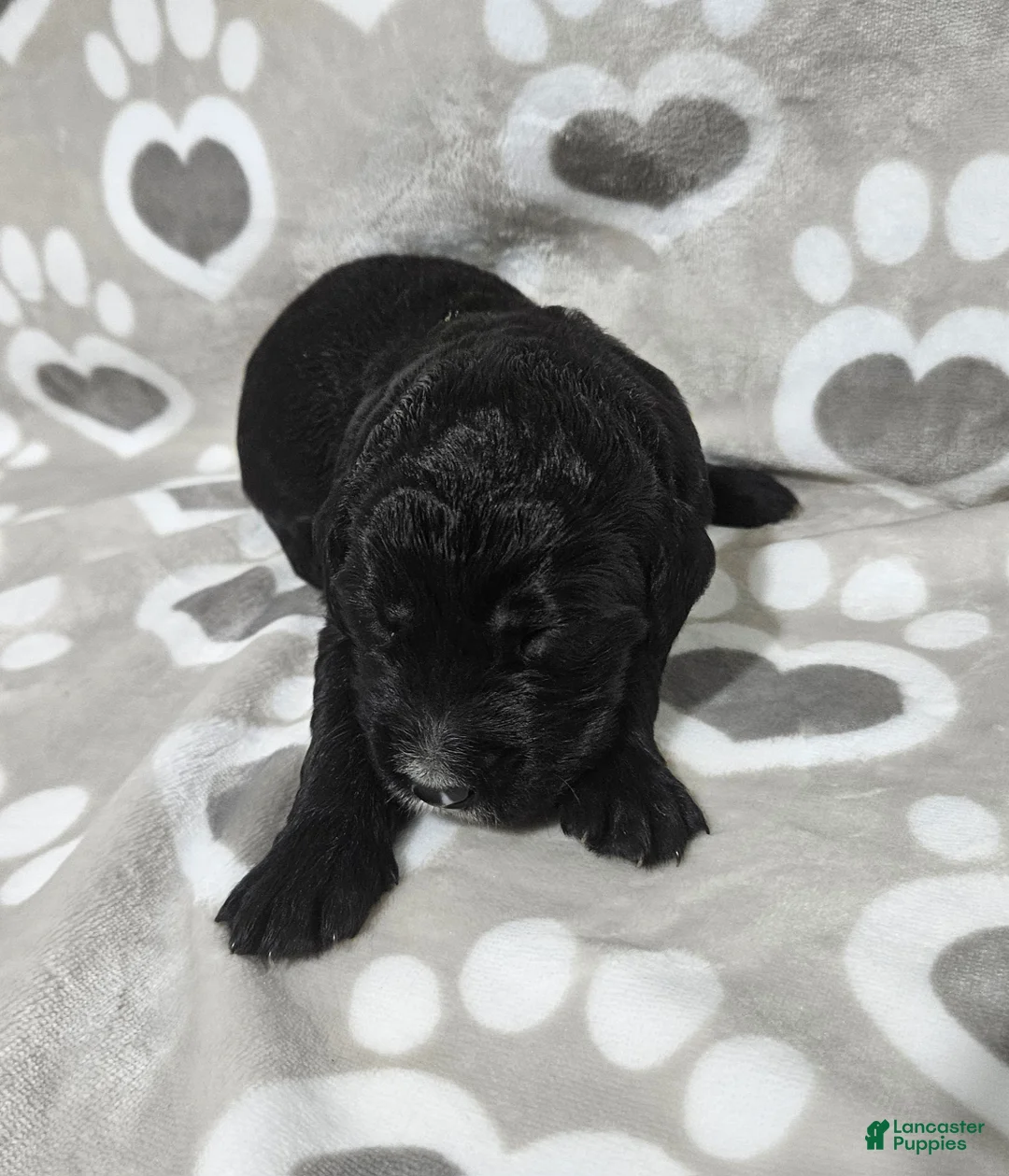 Goldendoodle dogs for sale: F1 StringBean - Ad 1