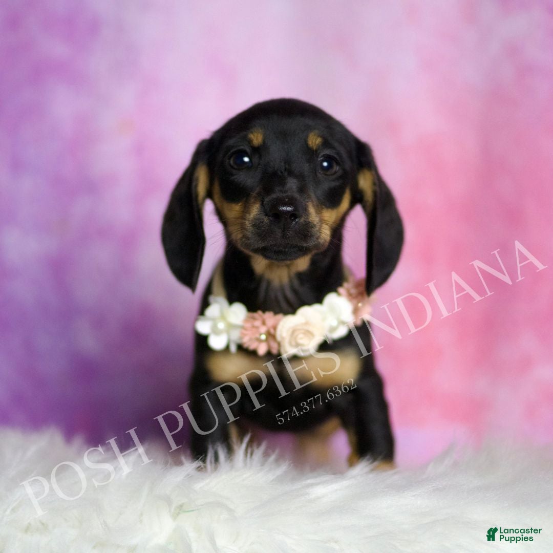Miniature Dachshund dogs for sale: Brenda - Ad 1
