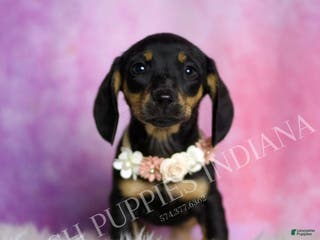 Miniature Dachshund dogs Brenda - Ad 23