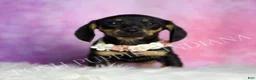 Miniature Dachshund dogs for sale: Brenda - Ad 1