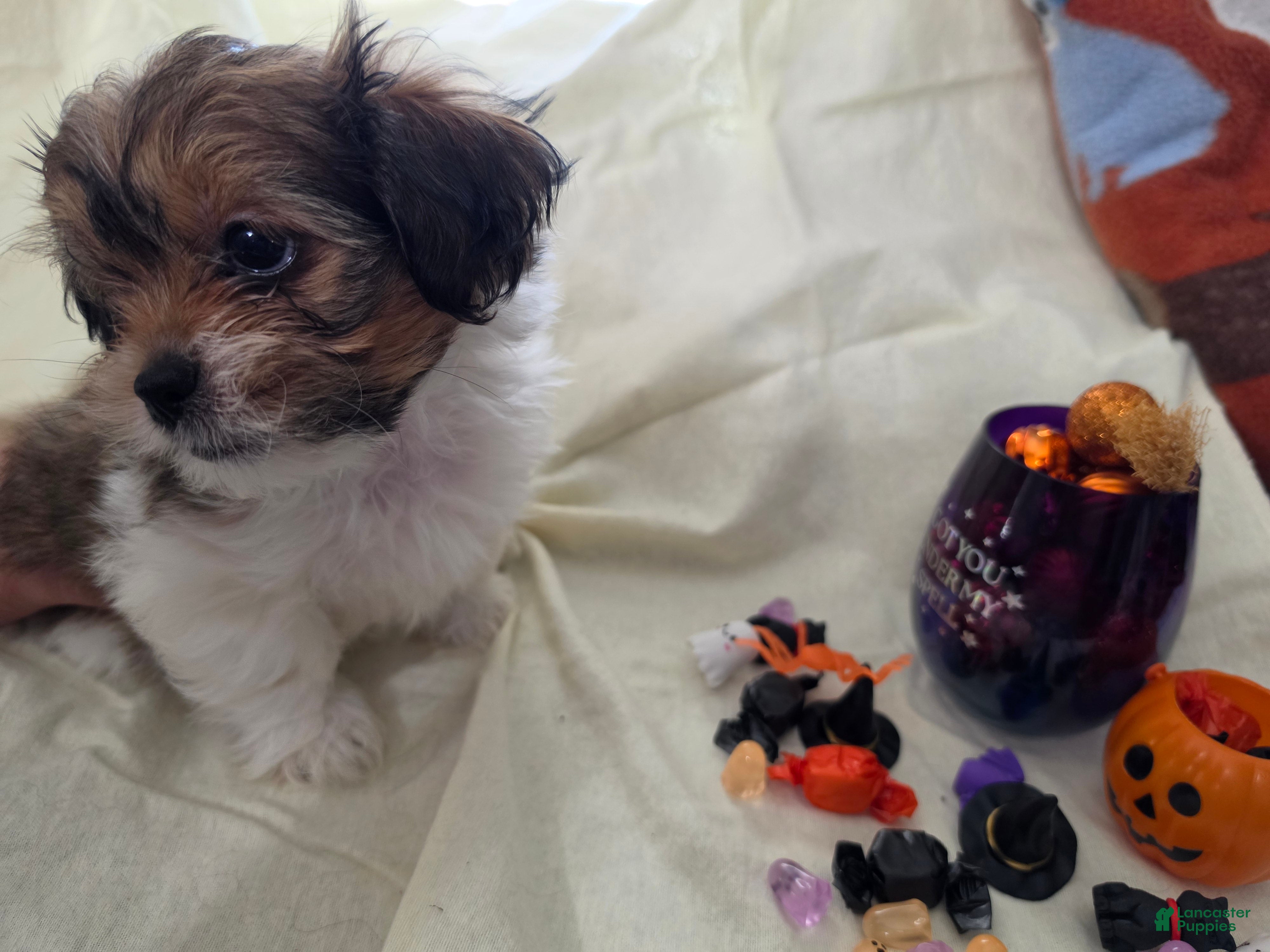 Mixed Breed dogs for sale: Nacho - Ad 2