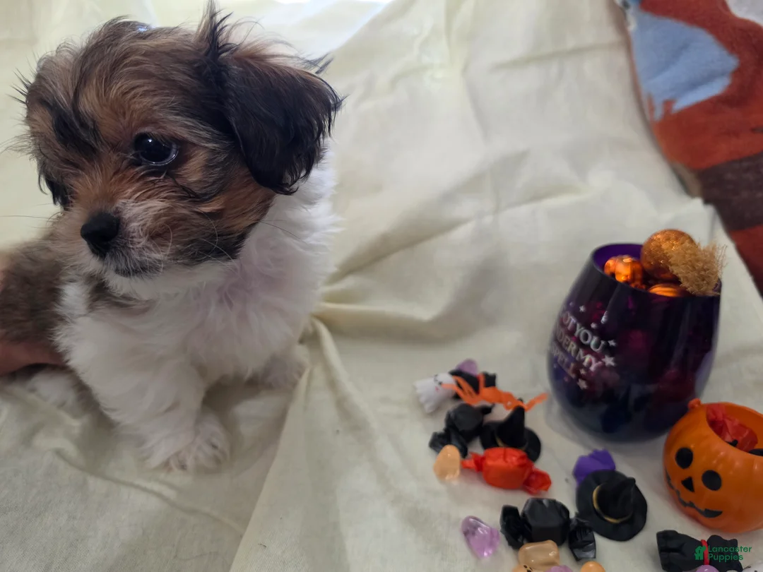 Mixed Breed dogs for sale: Nacho - Ad 2