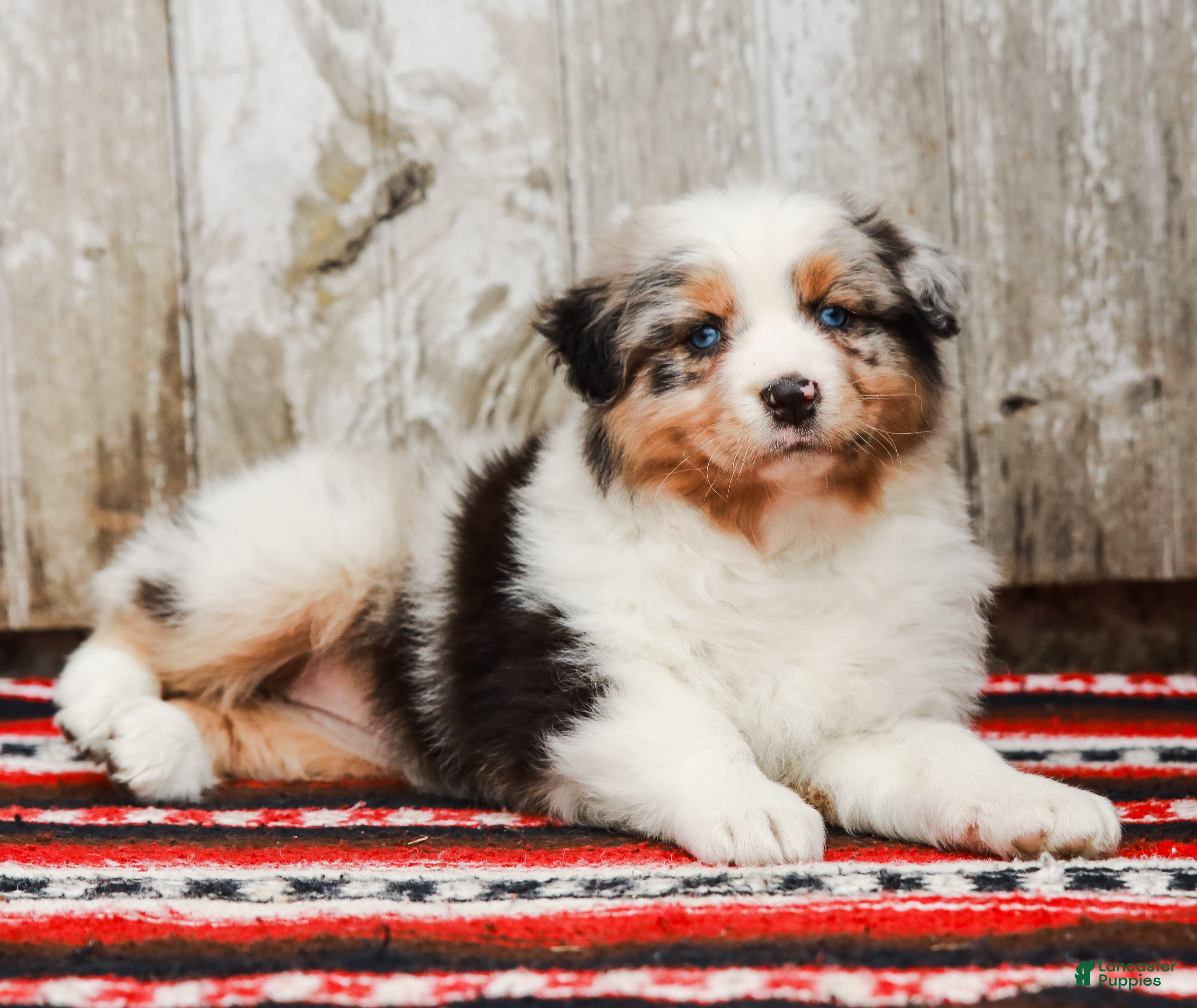 Australian Shepherd dogs Patsy - Ad 2