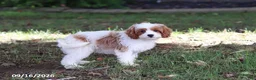 Cavapoochon dogs for sale: Ciera - Ad 6