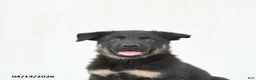 German Shepherd dogs for sale: Dunkin - Ad 5