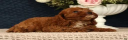 Cavapoo dogs for sale: Lana - Ad 6