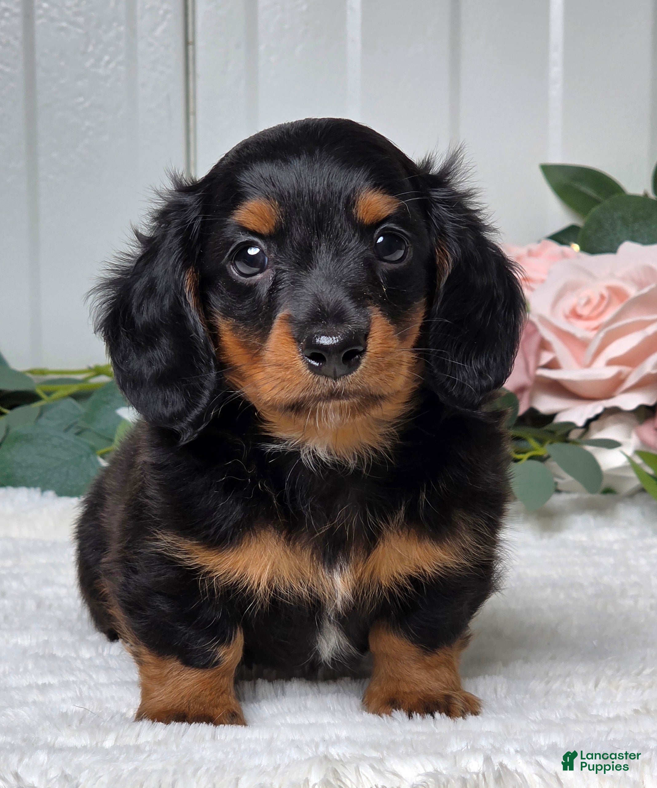 Miniature Dachshund dogs Rollie - Ad 1