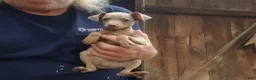 Miniature Pinscher dogs for sale: Tex - Ad 3