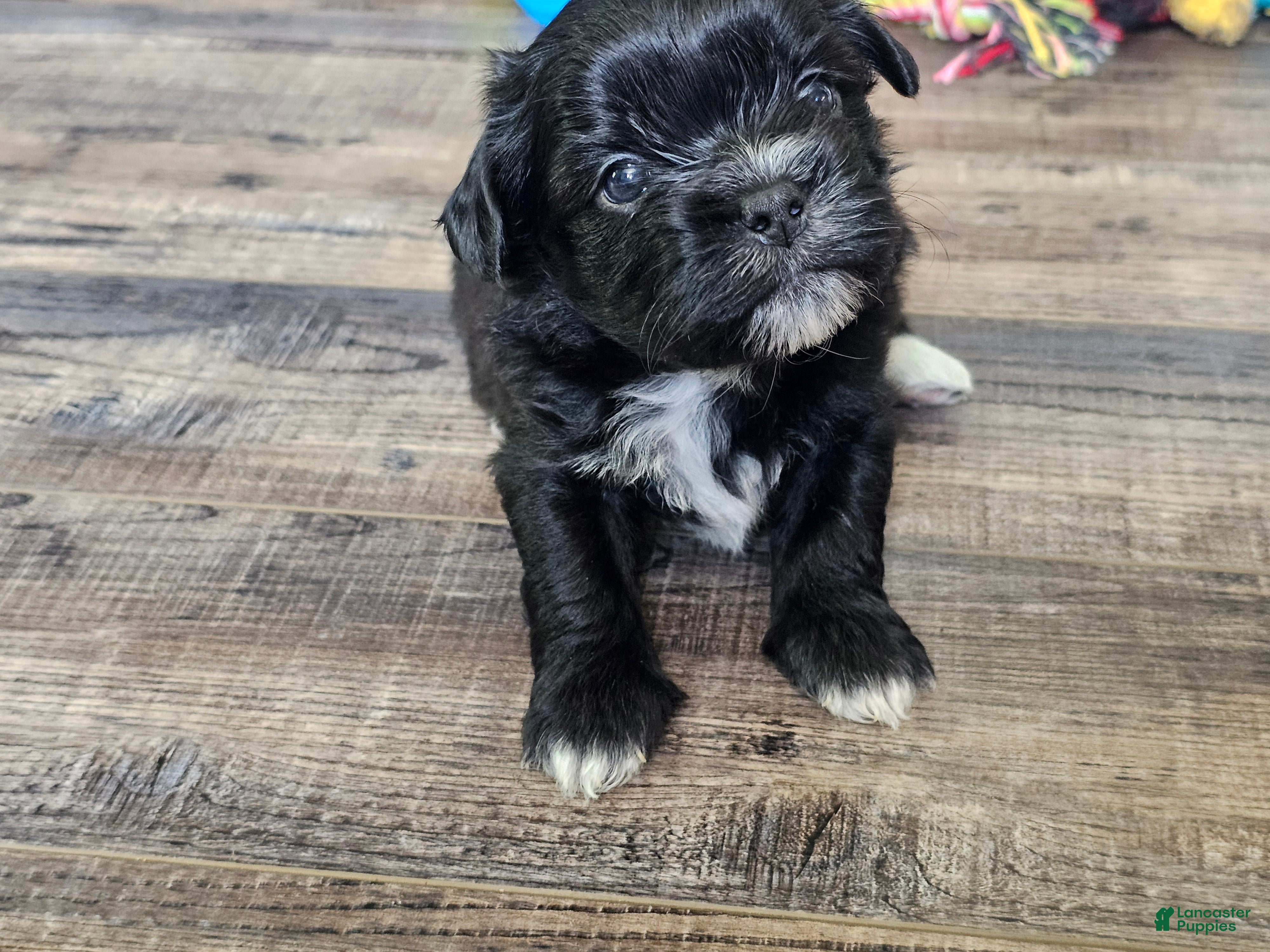Teddy Bear dogs Tucker - Ad 41