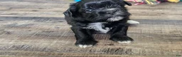Teddy Bear dogs for sale: Tucker - Ad 1
