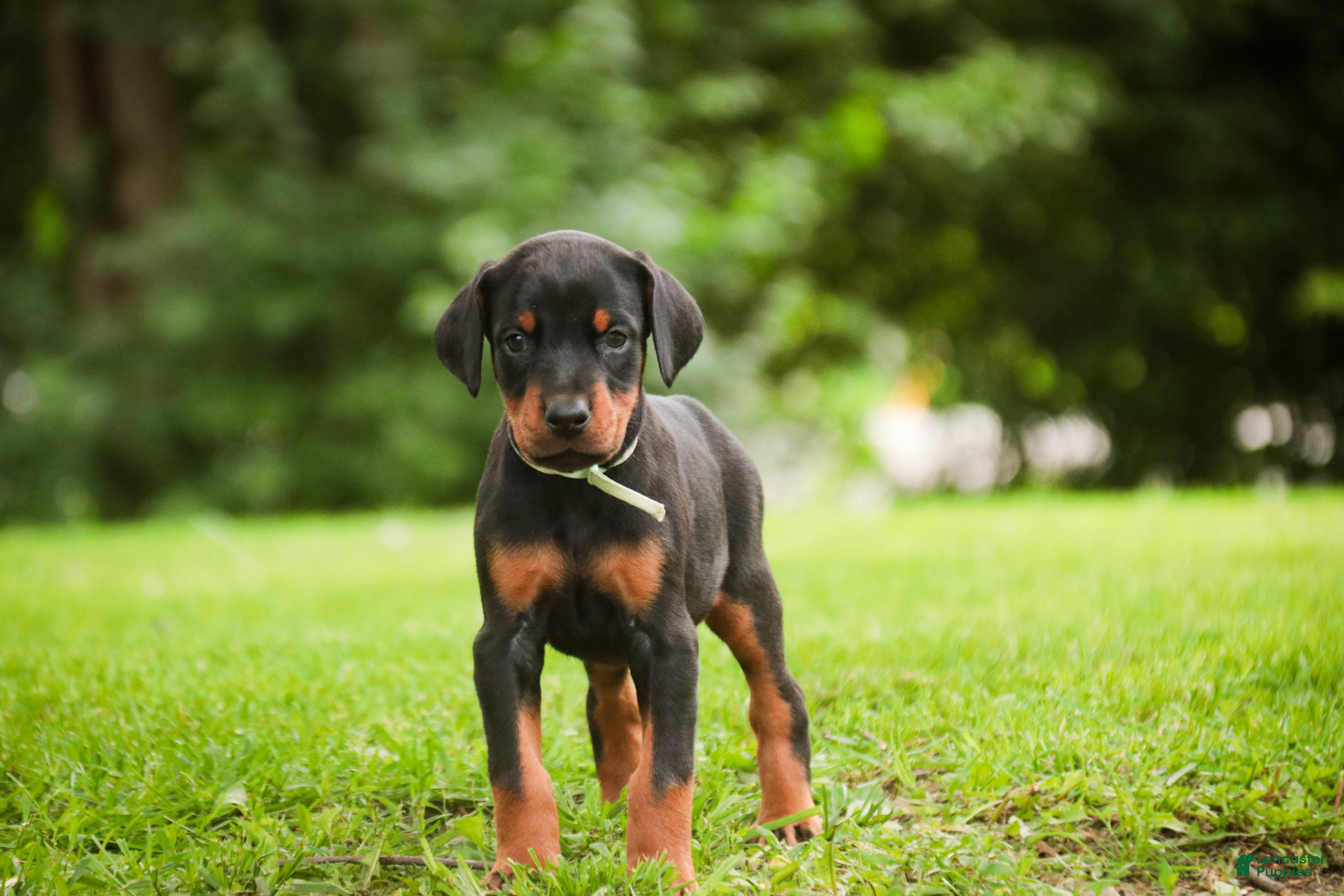 Doberman Pinscher dogs for sale: Reverie - Ad 8