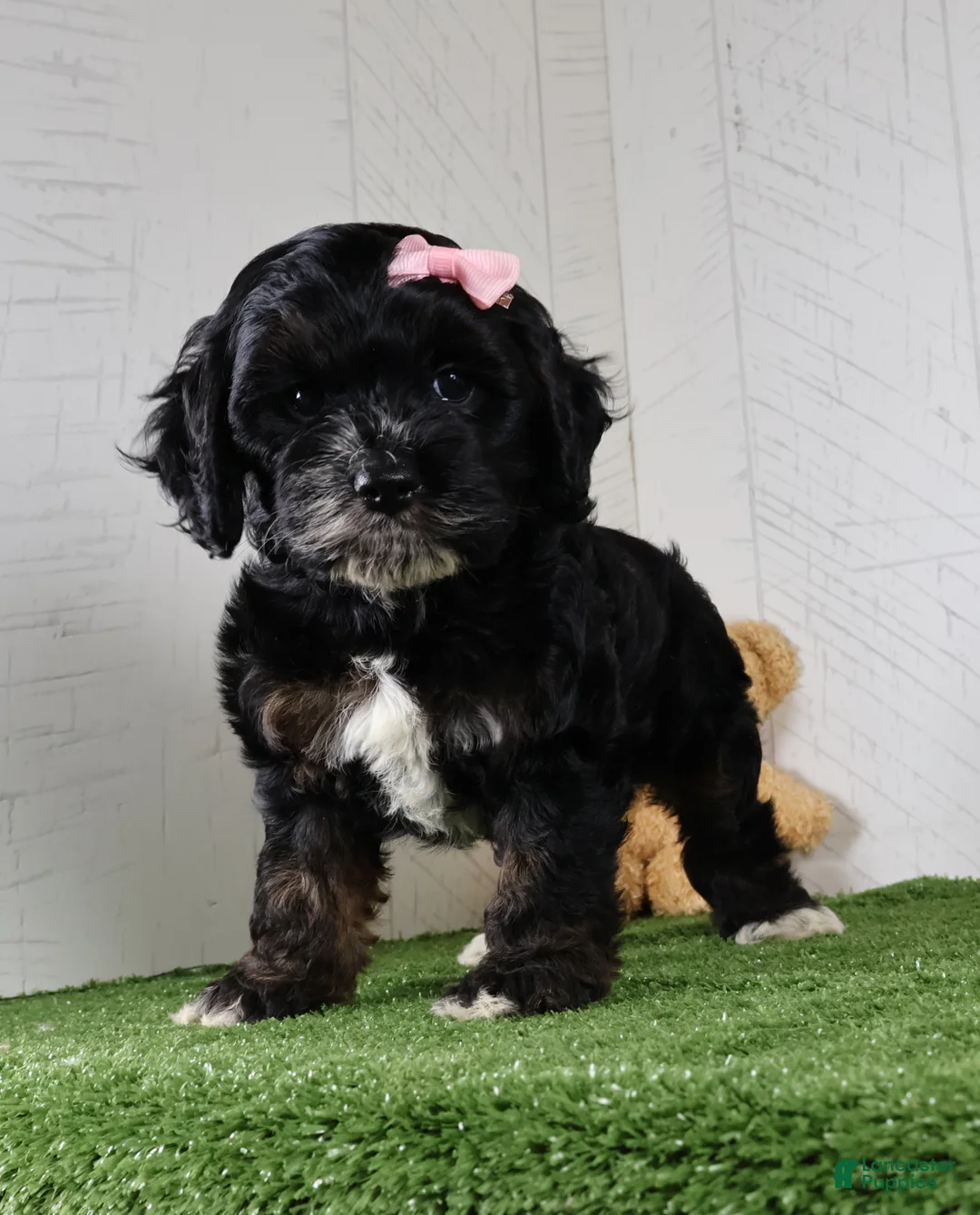 Cockapoo dogs for sale: Darla - Ad 2