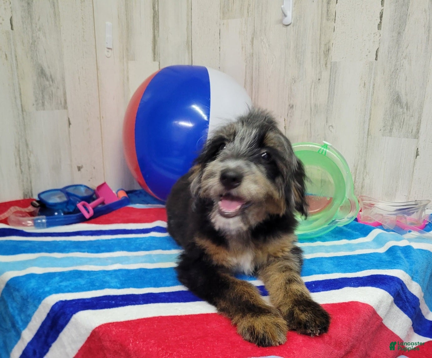 Mini Bernedoodle dogs F1b Kelsey - Ad 28