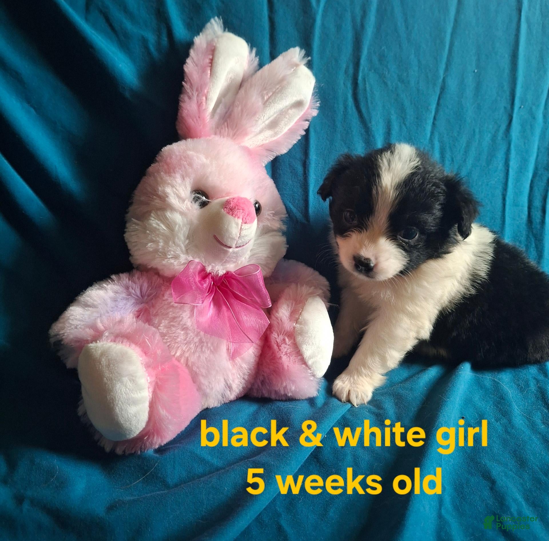 Toy Australian Shepherd dogs Toy Australian Shepherd 5 - Ad 3