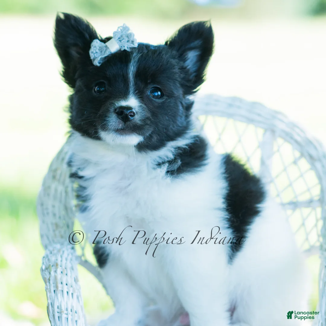Chihuahua dogs for sale: Axel - Ad 2