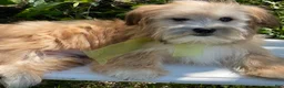 Morkie dogs for sale: Nemo - Ad 7