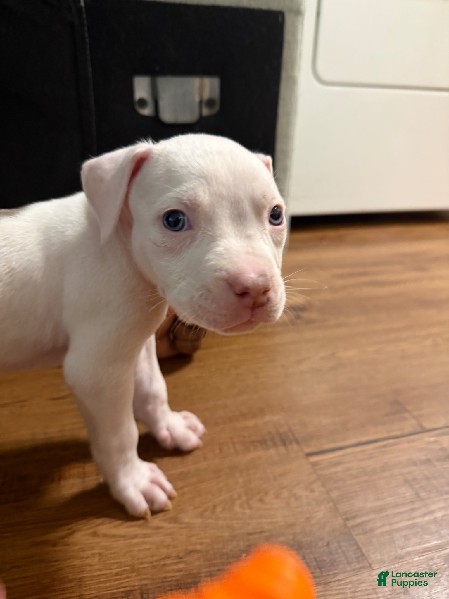 American Bully dogs American Bully Puppy 2 - Ad 36
