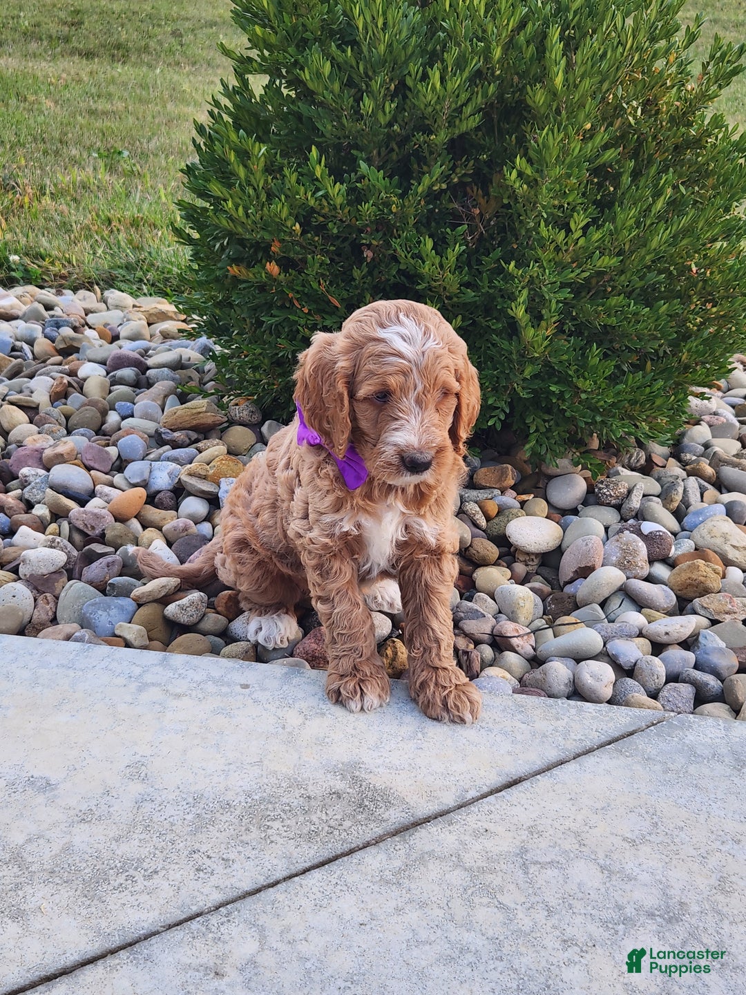 Goldendoodle dogs for sale: Daisy - Ad 28