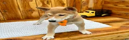 Shiba Inu dogs for sale: Shiba Inu Puppy 4 - Ad 3