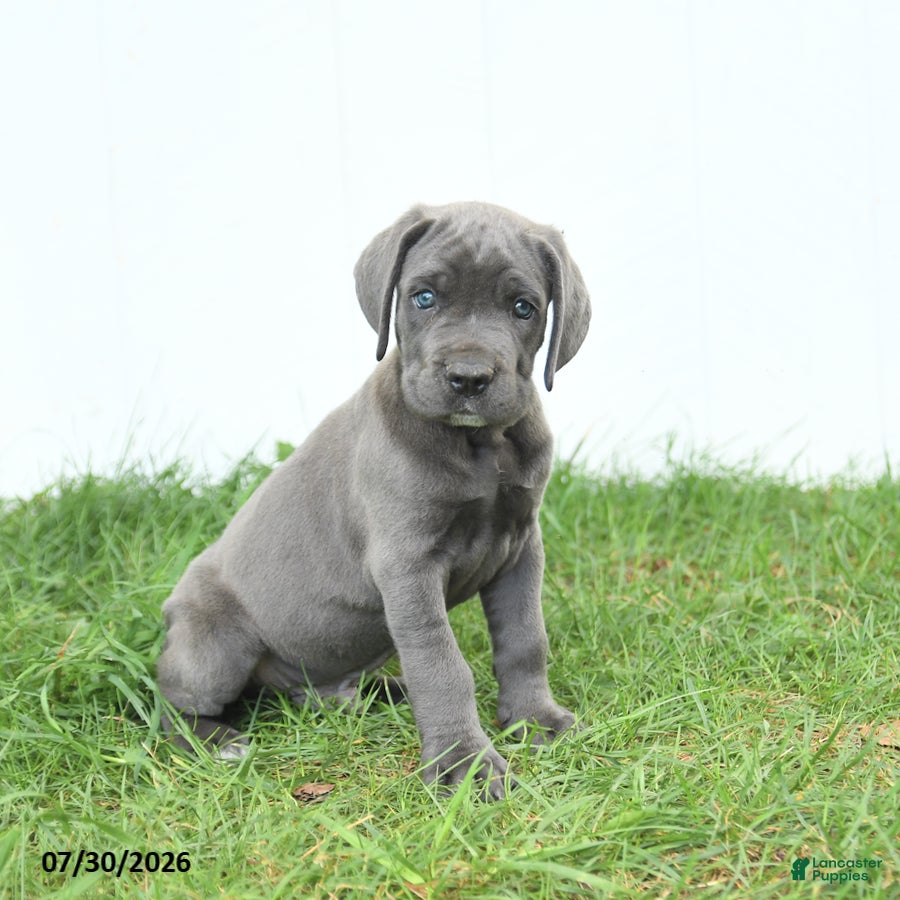 Cane Corso dogs Rodeo - Ad 1