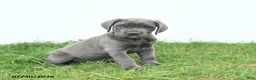 Cane Corso dogs for sale: Rodeo - Ad 10